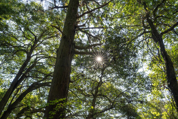 Obraz premium 高尾山の登山中に降り注ぐ太陽光(10月)