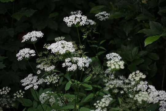 Wei&szlig;er, bl&uuml;hender Girsch 