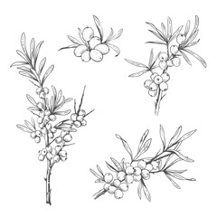 Hand drawn black and white sea buckthorn branches. Vector illustration in engraved style
