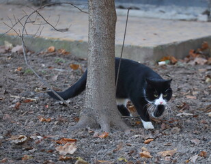 A black and white cat comes out from behind a tree