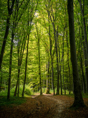 Beginning of autumn deep inside a forest path with green yellow leaves