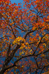 紅葉
