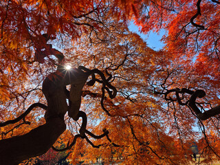 紅葉