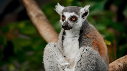 Obraz premium Funny lemur sitting on a tree in the jungle 