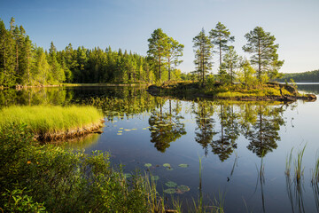 Obraz premium See im Glaskogen Naturreservat, Värmlands Län, Schweden