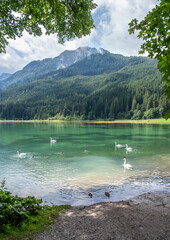 View of swan, lake and mountains in Austria