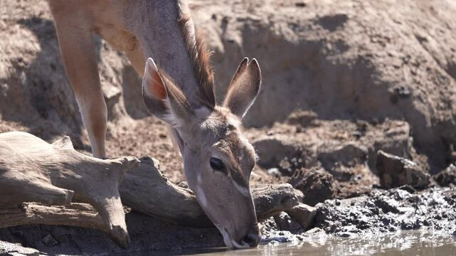 Greater kudu female cautiously drinking water at a water hole, risking Crocodile attack during the late winter dry season. Greater Kudu (Tragelaphus strepsiceros), of eastern and southern Africa.