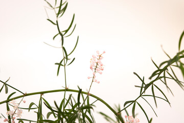 Fototapeta premium leaves and flowers of the plant Asparagus aethiopicus