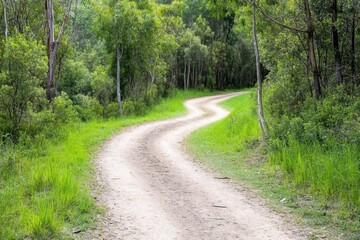 Obraz premium A wild eucalyptus forest with a meandering dirt path leading into the distance