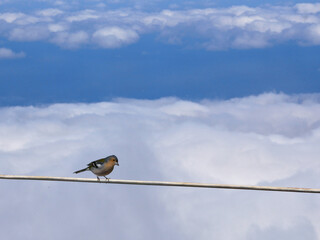 Small finch sitting on a cable high above the clouds