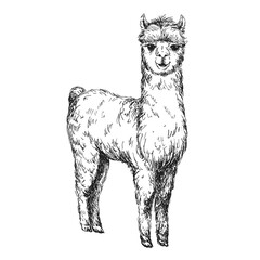 Lama sketch isolated on white background. Vintage animal vector illustration.	
