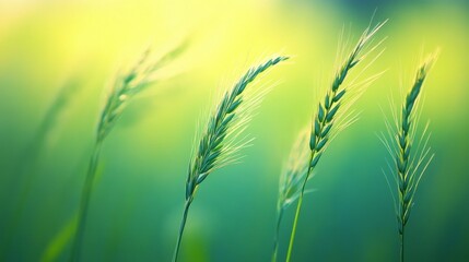 Fototapeta premium A close-up of green wheat stalks swaying in a soft, blurred background of nature.