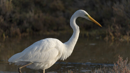 Obraz premium Ardea Alba - great white heron is a bird belonging to the Ardeidae family