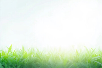 Obraz premium A clean bright background with the glare of sunlight providing copy space with fresh grass on the bottom.