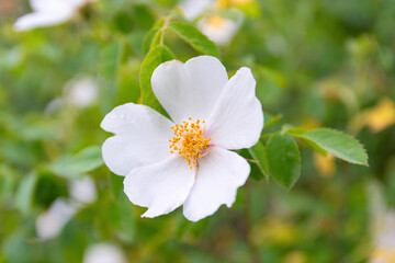 Fototapeta premium Rosehip flower close-up