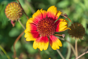 Beautiful red-orange flowers of Gaillardia pulchella. firewheel, Indian blanket, Indian blanketflower, sundance.
