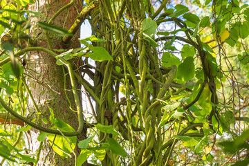 Aristolochia macrophylla, Dutchman's pipe, pipevine. a perennial vine.