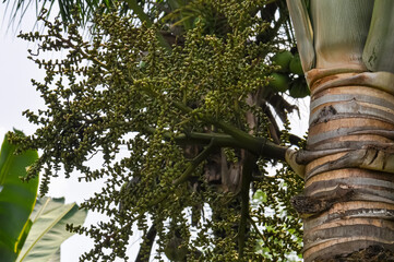 Fototapeta premium Beautiful nature with palm trees on the ocean shore in Thailand