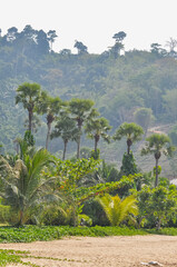 Fototapeta premium Beautiful nature with palm trees on the ocean shore in Thailand