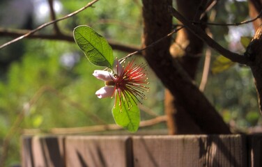 Acca sellowiana (Feijoa sellowiana) - Pineapple Guava Blooming
