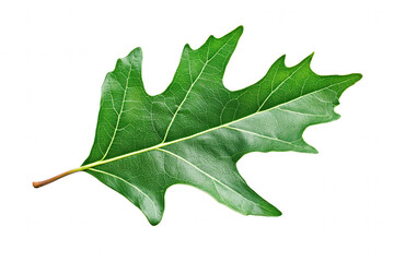 Fototapeta premium A close up of a fresh, green oak leaf showcases its intricate veins and dynamic shape. The leaf stands out distinctly against a transparent backdrop, highlighting its natural beauty and texture.