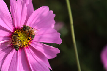 Obraz premium Close-up of Honey bee on dark pink Cosmos flower. Apis mellifera on Cosmos Bipinnatus in the garden