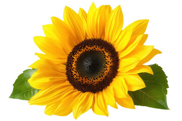 Fototapeta premium A large, blooming sunflower showcases its bright yellow petals and intricate dark center. Green leaves accentuate the flower, creating a lively and cheerful display against a clean white background.