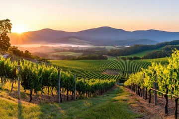 Fototapeta premium Serene Vineyard Landscape at Sunrise with Rolling Hills and Mist