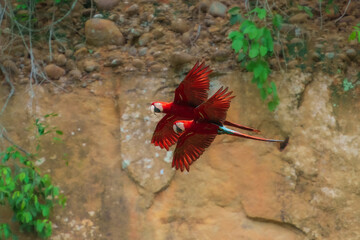 Flying Red-and-green macaw -ara chloroptera- soars above the forest. this macaw is a vivid example of the thousand or so bird species found in madidi national park- bolivia