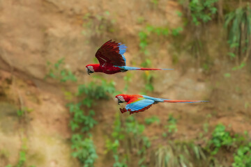 Flying Red-and-green macaw -ara chloroptera- soars above the forest. this macaw is a vivid example...