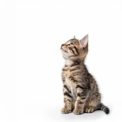 Fototapeta premium Adorable tabby kitten sitting and looking up with curiosity on a white background, showcasing its playful nature