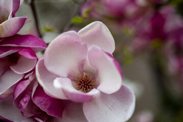 Pink magnolia blossoms in Wrocław, Poland, bringing vibrant spring colors to the city's picturesque streets