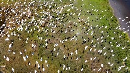 Wildlife shore birds flying over salt water marsh wetlands in pristine nature outdoors in...