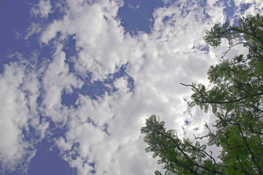 cielo y ramas