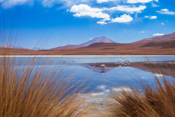 The colorful Canapa lagoon in the Andes mountain range of Bolivia with Andes grass, James and...