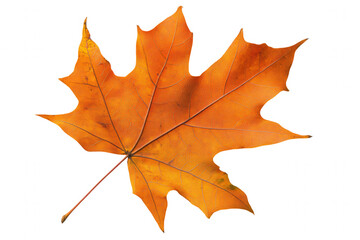 Fototapeta premium Bright orange maple leaf isolated on a white background showcases its intricate veins and texture. This vibrant leaf signifies the beauty of autumn and the changes in nature as the seasons transition.