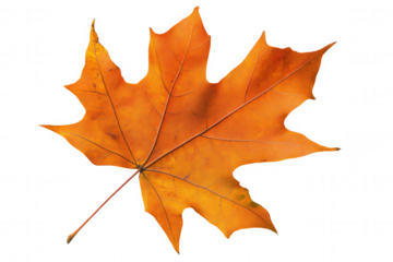 Bright orange maple leaf isolated on a white background showcases its intricate veins and texture. This vibrant leaf signifies the beauty of autumn and the changes in nature as the seasons transition.