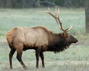Bull Elk