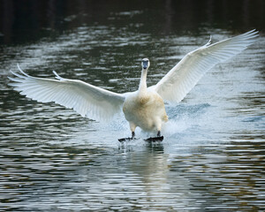 Trumpeter Swan