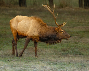 Bull Elk