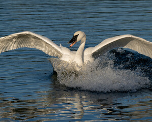 Trumpeter Swan