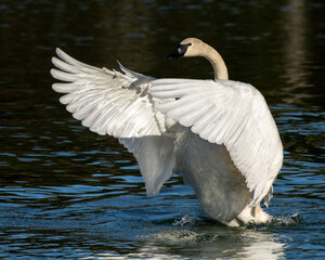Trumpeter Swan