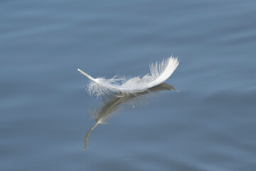 Swan Feather