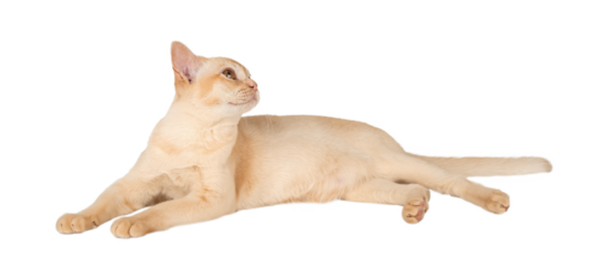 Adorable cream Burmese kitten full length.