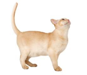 Adorable cream Burmese kitten full length.