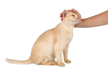 Owners hand petting Burmese cat.