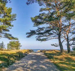 Lichtspiel im Küstenschutzwald an der  Ostseeküste auf Usedom