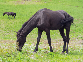 The horse calmly grazes on a green meadow, enjoying fresh grass under a clear sky, personifying...