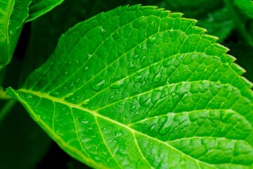 Obraz premium A macro shot of a single fresh green leaf with raindrops, isolated on a white background. The leaf is smooth, deep green, and slightly curled, with raindrops creating a natural pattern.
