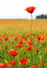 A single red flower growing taller than the rest of the field. Tall poppy syndrome. The odd one out. Cutting down those who are successful. Diversity and Inclusion, enhance, with white tones
